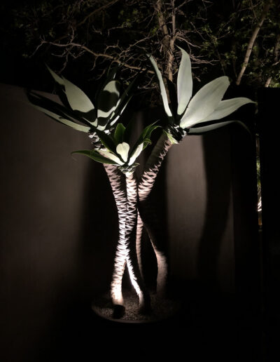 Illuminated agave plants at night, highlighting the texture of their trunks and leaves.