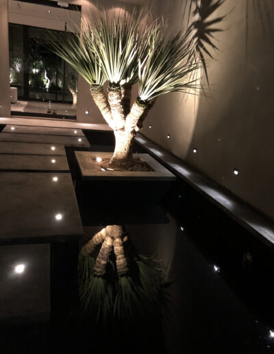 Potted plant by a calm water feature with reflection and lights at night.